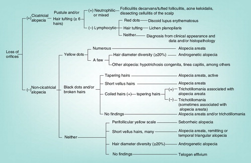 Figure 1. Revised algorithm for trichoscopic diagnosis of hair loss diseases.