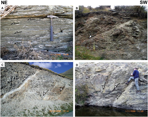 Figure 5. Structures in footwall of Footwall Fault. A, Footwall schist c. 150 m below Footwall Fault. Shear bands (marked by half arrows) and S-folds (arrow) provide consistent top-to-the-northeast shear sense; loaclity B. B, Brittle-ductile top-to-the-northeast displacing low-angle shear zones northeast of Deepdell settlement; locality D. C, Prominent normal fault c. 400 m below Footwall Fault with well-developed gouge layers; note two small-scale, subparallel normal faults to southwest; locality A. D, Array of high-angle normal faults c. 50 m below Footwall Fault; locality C. In B–D, normal faults highlighted by half arrows. Refer to Figure 3 for localities.