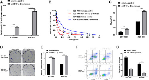 Figure 4 Overexpression of miR-181a-2-3p renders gastric cancer cells resistance to DDP. (A) RT-qPCR results confirm that miR-181a-2-3p level was significantly increased in SGC-7901 cells and MGC-803 cells transfected with miR-181a-2-3p mimics, compared with that in mimics control cells. (B) Cellular activity in SGC-7901 cells and MGC-803 cells transfected with miR-181a-2-3p mimics, compared with that in mimics control cells, was detected following treatment with various concentrations of DDP for 48 h. (C) SGC-7901 cells and MGC-803 cells transfected with the miR-181a-2-3p mimics showed marked increase in survival rates and higher DDP IC50 values, compared with the mimics control cells. (D) Higher levels of miR-181a-2-3p were associated with increased cell proliferation after 2 weeks of culture with 0.2 μg/mL DDP in SGC-7901 cells or 0.8 μg/mL DDP in MGC-803 cells. (E) Compared with the mimics control cells, the relative colony forming efficiency in both SGC-7901 cells and MGC-803 cells transfected with the miR-181a-2-3p mimics got a significant increase. (F and G) Compared with the mimics control cells, SGC-7901 cells and MGC-803 cells transfected with miR-181a-2-3p mimics exhibited decreased rates of apoptosis following culture with 0.2 μg/mL DDP and 0.8 μg/mL DDP for 48 h, respectively.