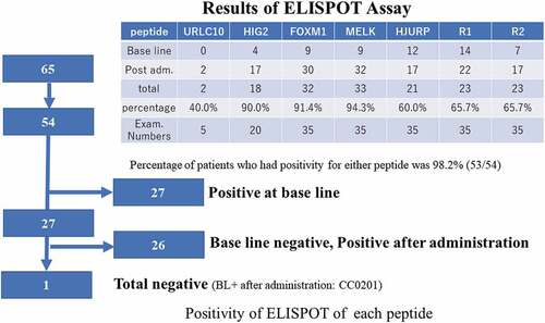 Figure 8. In 54 patients were assessed out of 65 patients. 27 patients had been already positive at baseline. After administrations of vaccination, one patient did not express during protocol treatment (CC0201). In these patients of cohorts, the positivity of ELISPOT assay for any peptides were 50% of accrual patients. After adm of vaccine therapy, one patient remained negative, but she had dermatologic reactions