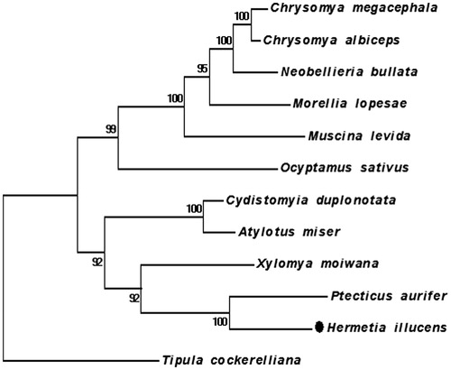 Figure 1. Twelve mitochondrial DNA were obtained from GenBank to build the maximum-likelihood phylogenetic tree using MEGA (version 5.10) based on sequences of translated mitochondrial proteins. MUSCLE was used to align the sequences. 1000 replicates of bootstrap were set. Sequence data used in the study are the following: Ptecticus aurifer, KT225297.1; Xylomya moiwana, KT225302.1; Muscina levida, KT272866.1; Morellia lopesae, KT272863.1; Chrysomya megacephala, KT272865.1; C. albiceps, KT272864.1; Ocyptamus sativus, KT272862.1; Neobellieria bullata, KT272859.1; Atylotus miser, NC_030000.1; Cydistomyia duplonotata, NC_008756.1; Tipula cockerelliana, NC_030520.1.