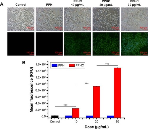 Figure 9 Cellular uptake of PPH and PPHC with different Cur concentrations in A549 cells.Notes: (A) Fluorescence images of A549 cancer cells after treatment with PPH and PPHC for 4 h. Original magnification: 20×. Scale bar =100 μm. (B) Mean fluorescence intensity in FL2 of A549 cells treated with PPH and PPHC in different concentrations for 4 h. The data are shown as mean ± standard error of mean (n=3). ***P<0.001 for significance difference.Abbreviations: PPH, 4-(hydroxymethyl) phenylboronic acid-modified PEG-grafted poly(acrylic acid) polymer; PPHC, curcumin-coordinated reactive oxygen species-responsive nanoparticle; Cur, curcumin; RFU, relative fluorescence units.