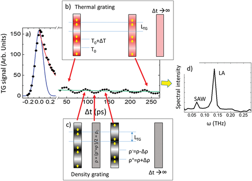 Figure 10. a) Same data as Figure 9a [Citation218] the green line in the long Δt range is the slow decay ascribable to heat transport. The left image in panel b) sketches the thermal grating (temperature modulation) generated by the relaxation of electronic population grating into the lattice. Yellow arrows indicate the heat flow from hotter to colder regions. The amplitude of the thermal grating reduces on increasing Δt up to vanishing for Δt\,→\,∞ (middle and right pictures). The left picture in panel c) is the density grating initially generated by thermal expansion, which time evolution is driven by elastic restoring forces (sketched by yellow arrows) that restore a uniform density after half of the phonon period (tLA/2) and after another tLA/2 time interval lead to the compression of previously rarefied zones; see red arrows connecting the pictures in panel c) with the signal modulations in panel a). This time dependent density modulation is finally washed out by phonon decay (not visible in the probed Δt range). Panel d) is the Fourier transform of the EUV TG signal modulations.