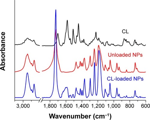 Figure 4 FTIR spectra of CL raw material, unloaded NPs, and CL-loaded NPs.Abbreviations: FTIR, Fourier transform infrared spectroscopy; CL, celastrol; NPs, nanoparticles.