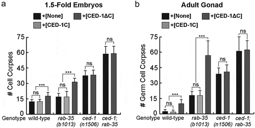 Figure 1. Overexpression of CED-1ΔC::GFP enhances the rab-35 phenotypes in cell corpse clearance
