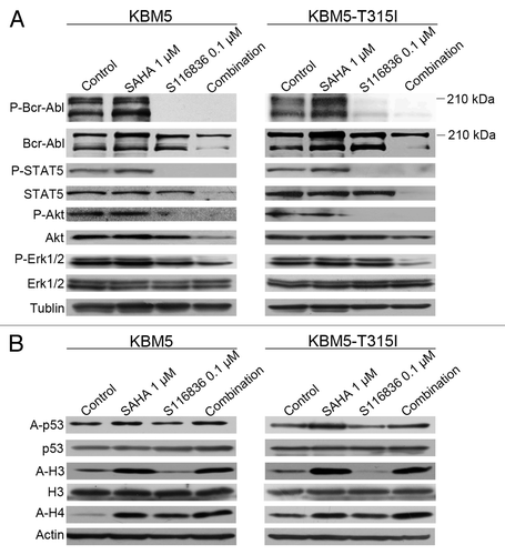 Figure 2. Co-treatment with SAHA and S116836 exerts enhanced activity in blocking downstream signaling of Bcr-Abl. (A) KBM5 or KBM5-T315I cells were cultured with histone deacetylases inhibitor suberoylanilide hydroxamic acid (SAHA) (1 μM), alone or in combination with S116836 (0.1 μM) for 24 h, after which cell lysates were subjected to western blotting analysis. Co-treatment reduces the expression and the phosphorylation of Bcr-Abl, STAT5, Akt, and Erk 1/2. (B) Western blotting analysis was done to monitor the levels of acetylated (acetyl)-histone 3, acetyl-H4 and acetyl-p53/p53 in the cell lysates from KBM5 or KBM5-T315I cells after the cells were treated with SAHA, plus S116836 or not for 24 h.