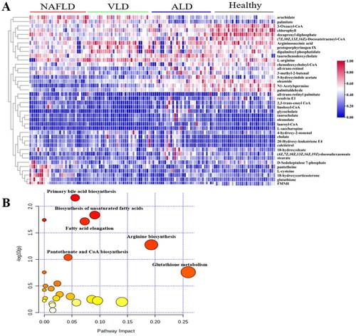 Figure 2. Differential metabolites and metabolic pathways in NAFLD, VLD, ALD and healthy groups. (A) Heatmap visualization of serum metabolites among the four groups. (B) Overview of pathway analyses based on selected metabolites.