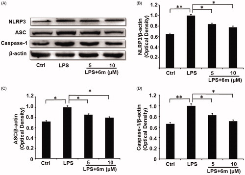 Figure 3. (A) The expression of NLRP3 inflammasome proteins reduced by 6 m. (B) The expression of NLRP3 in LPS-stimulated BV2 microglia cells. (C) The expression of ASC in LPS-stimulated BV2 microglia cells. (D) The expression of Caspase-1 in LPS-stimulated BV2 microglia cells. Statistical significance is indicated: *p < .05, **p < .01 versus LPS group (one-way ANOVA followed by Dunnett’s test). The data are representative of three independent experiments.