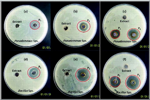 Figure 4. Appearance of inhibitory zones on agar plates with P1 and P2 against (a), (b) and (c) Pseudomonas aeruginosa; (d), (e) and (f) Bacillus subtillis.