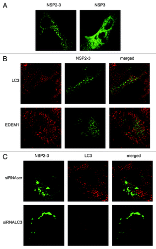 Figure 7. EAV NSP2-3–induced membrane rearrangements do not colocalize with LC3 and are formed independently of LC3. Vero E6 cells were infected with vTF7-3 and subsequently transfected with plasmids expressing GFP fusion proteins with either EAV NSP2-3 or NSP3. Cells were fixed at 5 h p.i. and processed for immunofluorescence analysis. (A) Comparison of the subcellular distribution of NSP2-3 and NSP3. (B) Cells expressing NSP2-3 were immuno-stained using antibodies against LC3 or EDEM1. (C) Cells were transfected with siRNAs directed against LC3A and LC3B (siRNALC3) or control siRNAs (siRNAscr) 48 h prior to infection with vTF7-3. Cells were processed for immunofluorescence analysis using the LC3-specific antibodies.