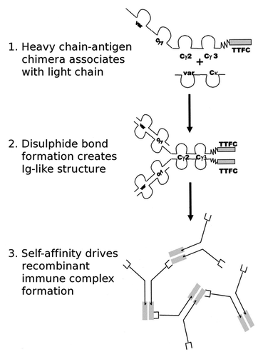 Figure 1 Schematic of RIC molecules, showing proposed complex formation through self-affinity.