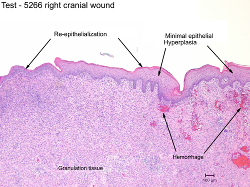 Figure 2 Test 5266 right cranial wound.