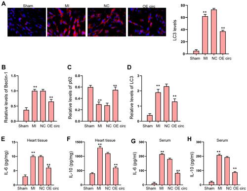 Figure 2 The overexpression of circFoxo3 represses MI-induced autophagy and inflammation in rat model. (A–H) The MI Rat model was established and treated with injection of circFoxo3 vectors or control vectors surrounding the infarcted region. (A) The levels of LC3 were measured by immunofluorescence. (B–D) The expression of Beclin-1, p62, and LC3 was detected by Western blot analysis. (E–H) The levels of IL-6 and IL-10 were analyzed by ELISA in heart tissues and serum. **p < 0.01.