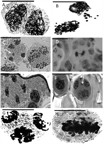Figure 3. Representative meiotic cells in Anchusa species. (A) cytomictic cells of A. italica var. italica (Evin population); (B) extra chromosome in prophase I in A. arvensis subsp. orientalis; (C) micronucleus in A. italica var. kurdica (Kilak population); (D) anaphase bridge in A. italica var. italica (Darband population); (E) sticky chromosomes (telophase II) in A. italica var. kurdica (Kilak population); (F) micronucleus (telophase II) in A. strigosa; (G) tripolar cell; (H) metaphase I in A. italica var. italica (Vanak population) (Scale bar=20 μm).