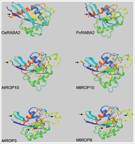 Figure 5. Three dimensional models of RABA2 from O. sativa and P. vulgaris, ROP10 from A. thaliana and M. truncatula, ROP3 from A. thaliana and ROP9 from M. truncatula. Arrows and yellow boxes indicate the position of the substitutions observed in legume versus non-legume species.