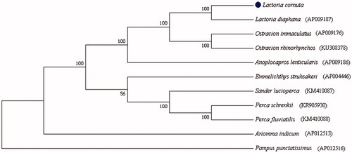 Figure 1. The phylogenetic relationships of the family Ostraciidae based on the nucleotide sequence of 13 protein-coding genes in the mitochondrial genome. The bootstrap support values with 1000 replicates are shown on the nodes. The Pampus punctatissimus (AP012516) was used as outgroup.