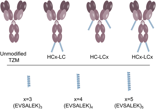 Figure 1. Nomenclature of the various tagged TZM antibodies. The Ecoil tags are located at the C-terminus of the heavy chains (HCx-LC), light chains (HC-LCx), or both (HCx-LCx). The Ecoil tags contain x = 3, 4 or 5 heptads.