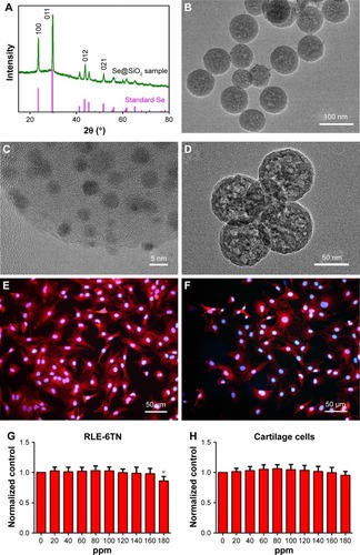 Figure 1 Characterization of Se@SiO2 nanocomposites.Notes: (A) XRD pattern of the solid Se@SiO2 nanocomposites and the standard hexagonal phase of Se (JCPDS card no: 65-1876). (B) Low and (C) high magnification TEM image of as-prepared solid Se@SiO2 nanocomposites. (D) Medium magnification images of the porous Se@SiO2 nanocomposites. (E) Immunofluorescence staining images of cartilage cells with DAPI and collagenase type II (F). Immunofluorescence staining images of cartilage cells with DAPI and aggrecan. (G, H) The cell viability of RLE-6TN cells (G) and cartilage cells (H) incubated with different concentrations of Se@SiO2 nanocomposites for 24 h. *P<0.05 compare to control (0 ppm).Abbreviations: TEM, transmission electronic microscopy; XRD, X-ray diffractometer.