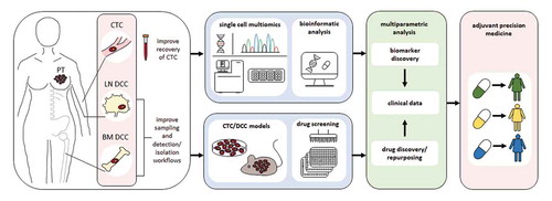 Figure 1. Perspective for implementation of CTCs and DCCs in adjuvant precision medicine. Routine sampling of BM and LN should be performed and technologies for identification and isolation of CTCs/DCCs should be improved. Existing multi-omics technologies including genome, DNA methylome, transcriptome, small RNAs, and proteome data as well as corresponding bioinformatics analysis tools addressing single metastasis founder cells will support the discovery of improved biomarkers. In parallel, first preclinical CTC/DCC models should become available for discovery of novel adjuvant therapies and/or repurposing of approved and investigational drugs in the context of adjuvant treatment. Molecular and functional data should be linked to clinical information to develop and initiate innovative clinical trials