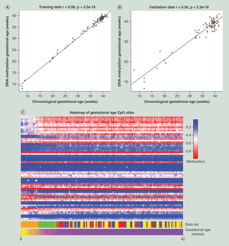 Figure 1.  DNA methylation accurately predicts gestational age of the placenta.The correlation between the chronological and DNA methylation gestational age of each placenta in the (A) training dataset and the (B) validation dataset. (C) A heatmap visualizing the gradual changes in DNA methylation in each of the 62 CpG sites (rows) across gestation in all samples (columns). The samples have been ordered by increasing gestational age and the probes have been ordered by the increasing magnitude of correlation with gestational age. The dataset heatmap represents the origin of each sample.