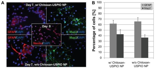 Figure 4 Indirect immunofluorescence staining of NSCs and NSC-derived cells for stem cell and differentiation markers (cells either labeled with 15 μg/mL chitosan–USPIO NPs or unlabeled as controls). (A) NSC differentiation is unaffected by chitosan–USPIO labeling. Immunofluorescence staining reveals abundant cells positive for Nestin (NSC marker) on Day 0 and indistinguishable cell fractions positive for MAP2 (neuronal marker) or GFAP (astroglial marker) on Day 7 of NSC culture in differentiation media (NSC media, without growth factors, with fetal calf serum and retinoic acid). (B) Quantification of immunostaining for MAP2- and GFAP-positive cell fractions illustrates comparable results for NSCs with and without chitosan–USPIO NPs (n = 3 samples).Abbreviations: NSCs, neural stem cells; USPIO NPs, ultrasmall superparamagnetic iron oxide nanoparticles.