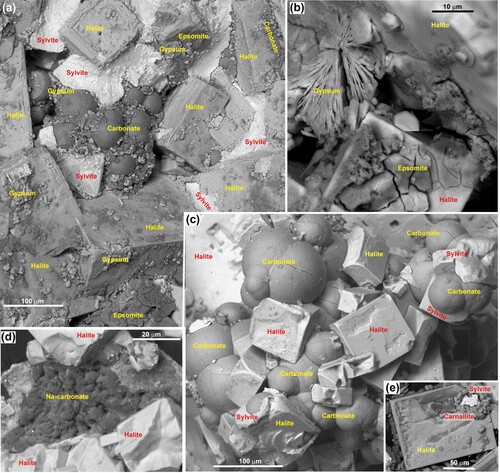 Figure 8. SEM backscatter electron images of evaporative precipitate minerals derived from complete drying after the laboratory evaporation experiment (Evap 2; Figure 6F). A, Predominant halite crystals are cemented by sylvite and botryoidal Ca–Mg carbonate. B, Gypsum and epsomite coat halite crystals. C, Intergrown halite crystals and botryoidal Ca–Mg carbonate. D, Sodium carbonate coating on a halite crystal. E, Sylvite and K–Mg chloride, possibly carnallite, on a halite crystal.