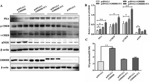 Figure 9. Effect of the GHRHR SVs on the signal pathways downstream of GHRHR. (A) Western blot evaluation results of PKA, phosphorylated-CREB and nNOS protein expression following transfection with pcDNA3.1-GHRHR, pcDNA3.1-SV1, pcDNA3.1-SV2 and pcDNA3.1 vectors in GH3 cells. (B) Quantification of the expression levels of PKA, phosphorylated-CREB and nNOS corrected by GHRHR. (C) NO production of GH3 cells after being transfected with pcDNA3.1-GHRHR, pcDNA3.1-SV1, pcDNA3.1-SV2 and pcDNA3.1 vectors. * p < 0.05; ** p < 0.01