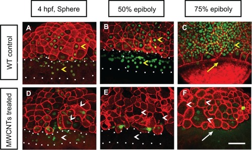 Figure 4 (A–F) Nuclei and morphologies of embryonic cells in affected embryos. Each image is a projected stack of confocal optical sections. Representative images of control (A–C) and embryos loaded with 2 ng of BSA-MWCNTs (MWCNTs-48 h) at 4 hpf (sphere stage) (D), 50% epiboly (E), and 75% epiboly (F).Note: n = 10; scale bar, 50 μm.Abbreviations: BSA-MWCNT, bovine serum albumin-functionalized multiwalled carbon nanotube; hpf, hours postfertilization; WT, wild type.