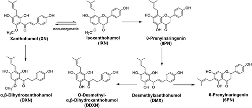 Figure 1. Metabolism of XN and related prenylflavonoids by gut microbiota. The conversion between XN and IXN can happen spontaneously. XN, xanthohumol; DXN, α,β-dihydroxanthohumol; IXN, isoxanthohumol; 8 PN, 8-prenylnarigenin; DMX, desmethylxanthohumol; DDXN, O-desmethyl- α,β-dihydroxanthohumol; 6 PN, 6-prenylnaringenin.