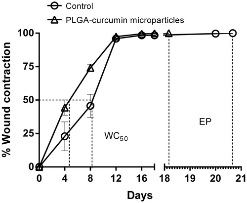 Figure 8. Wound contraction rate of PLGA–curcumin microparticles at different time intervals and skin epithelialization period (EP) in SD rats. Values are expressed as mean ± SEM.