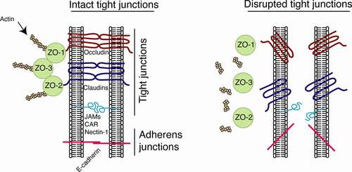 Figure 2. Model of organization of epithelial tight junctions and their disruption. Tight junctions are formed between epithelial cells of oral, genital, and intestinal mucosa by lateral interaction of integral membrane proteins occludin and claudins, which are associated with the cytoplasmic proteins ZO-1, −2, and −3 (left). These proteins link occludin and claudins to the actin cytoskeleton. Adherens junctions are formed in the lateral membranes of epithelial cells by homophilic interactions of E-cadherins. Junctional adhesion molecules (JAMs), coxsackievirus and adenovirus receptor (CAR), and nectin-1 are also localized at the tight and adherens junctions of mucosal epithelia. They may serve as receptors for reovirus, coxsackievirus/adenovirus, and HSV-1, respectively, and are sequestered within the tight and adherens junctions. Interactions of viral pathogens with mucosal epithelial cells may directly or indirectly cause disruption of epithelial junctions by downregulation of junctional protein expression and/or their mislocalization from assembled junctions, leading to dissociation of tight junction proteins from each other and from actin cytoskeleton (right). Disruption of epithelial tight junctions facilitates (i) opening of the paracellular space between epithelial cells and (ii) paracellular penetration by viruses. Disruption of tight and adherens junctions may release sequestered JAMs, CAR, and nectin-1, which may increase viral accessibility