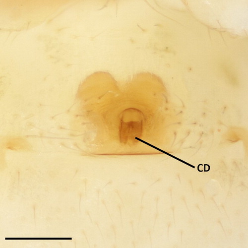 Figure 4. Coleosoma octomaculatum female external genitalia, ventral view. CD, copulatory duct. Scale bar = 0.1 mm.