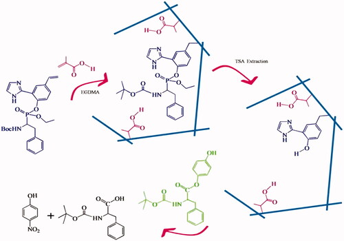 Figure 15. Esterase MIP with the imprints of chiral phosphonate analogue of phenylalanine as TSA [Citation6].