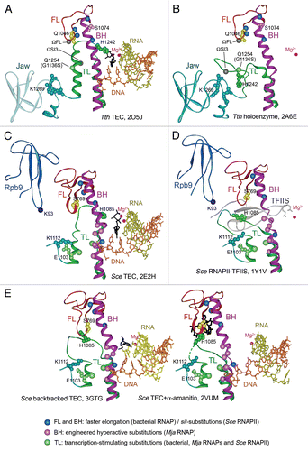 Figure 1 Structure of the RNAP active center and conformational transitions of the TL. (A) and (B) Structures of the Tth transcription elongation complex (TEC) with NTP (black) in the i+1 siteCitation2 and Tth holoenzyme RNAP (a core bound to the promoter-specific σ subunit),Citation28 respectively. Catalytic Mg2+ ions are shown as red spheres, the template DNA is in orange, RNA is in yellow, the FL is in red, the BH is in magenta, the TL is in green. Q1046, S1074 and H1242 in the FL, BH and TL are shown as CPK models in yellow, light violet and dark green, respectively. Light green spheres indicates position of the G1136SEco substitution; blue spheres indicate positions of the M747IEco, P750LEco, F773VEco and R780HEco substitutions; gray spheres—insertions in the TL in Eco RNAP (ΩSI3) and the FL (ΩFL) in various bacterial lineages. A part of the jaw-domain (semitransparent in A) is not visible in the TEC structure; variable Taq/Dra residues at the base of this domain are in turquoise. (C) and (D) Structures of the Sce TEC with NTP in the i+1 siteCitation1 and RNAPII bound to TFIIS.Citation25 The TL E1103Sce and an adjacent K1112Sce in the jaw-domain are in light green and turquoise, respectively; S769Sce (yellow) in the FL corresponds to Q1046Taq. Positions of sit-substitutions (blue) and hyperactive Mja variants in the BH (pink) and the TL (light green) are indicated. The Zn-ribbon domains of Rpb9 and TFIIS are dark blue and gray, respectively; Rpb9 K93 residue (a dark blue sphere) is adjacent to the open TL. (E) Structure of a backtracked Sce TECCitation11 (RNA 3′-nucleotide is in black, the TL is partially open) and of TEC in complex with α-amanitin (black)Citation3 with the TL in a wedged conformation.