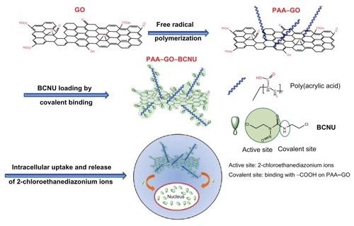 Figure 1 A schematic diagram showing synthesis of PAA –GO from GO, conjugation of BCNU to PAA–GO by covalent binding, delivery of PAA –GO–BCNU to cancer cells, and the cytotoxic effect of BCNU.Abbreviations: GO, graphene oxide; PAA, polyacrylic acid; BCNU, 1,3-bis(2-chloroethyl)-1-nitrosourea.