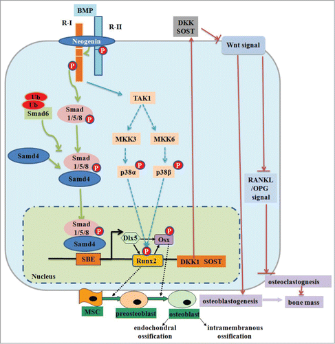 Figure 2. BMP signaling and negative regulation in bone formation. Reprinted with permission from reference 47.