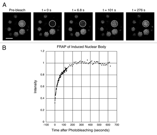 Figure 7 FRAP analysis of GFP-labeled topoisomerase 1, a protein that is strongly localized in the induced nuclear bodies. (A) The first panel shows a GV that contains several large nuclear bodies. The largest of these (circle) was bleached at t = 0 s. Recovery from bleaching was rapid, as shown in images taken at 6.8 s, 101 s and 276 s. (B) Graph of the average intensity of the body throughout the experiment, normalized to a pre-bleach intensity of 1.0. The half time for recovery was 45 s and full recovery was reached at about 200 s. Bar = 10 µm.