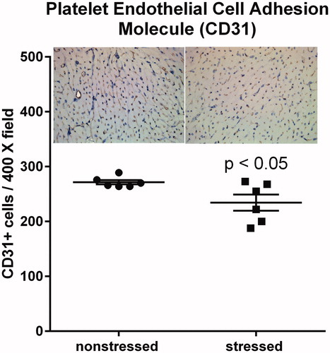 Figure 5. Stressed hearts exhibit a decrease in the number of CD31 positive cells. Predator-based psychosocial stress decreased the number of CD31-positive cells in the ventricular myocardium. Ventricular tissue was stained with a CD31-specific antibody, and the number of CD31 positive cells were counted by in 5 high (400X) magnification fields for each heart by three independent investigators that were blinded to animal treatment. Data represent the mean ± SEM of six hearts for each group.
