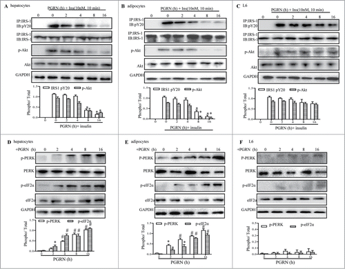 Figure 5. Time course of the trigger of ER stress and the inhibition of insulin signaling in vitro. Cells were treated with or without 100 ng/ml PGRN at indicated times. The indicators of ER stress and insulin receptor signaling were measured at protein level. The relative quantity of proteins was analyzed using the Image J software. (A–C) The phosphorylation of IRS-1 and Akt in hepatocytes, adipocytes and L6 cells. (D–F) The phosphorylation of PERK and eIF2α in hepatocytes, adipocytes and L6 cells. A representative blot is shown and data expressed as means ± SEM in each bar graph represent the average of 3 independent experiments. *P < 0.05, #P < 0.01 (vs. cells at time point of 0 minutes).