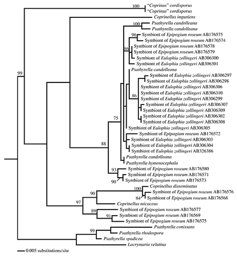 Figure 2 A phylogeny of Psathyrellaceae (maximum likelihood) shows that several lineages were recruited as mycorrhizal symbionts of the mycoheterotrophic orchids Eulophia zollingeri and Epipogium roseum. Mycorrhizal taxa fall within a clade consisting of Psathyrella candolleana representatives, while others fall within the Coprinellus clade (sequences from references Citation12 and Citation14; the support values on branches correspond to maximum likelihood bootstrap probabilities, and only values above 70% are shown).