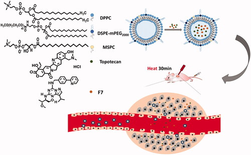 Figure 1. Schematic illustration of the fabrication process and structure of F7-TPT-TSL and its applications in chemotherapy combined with hyperthermia.