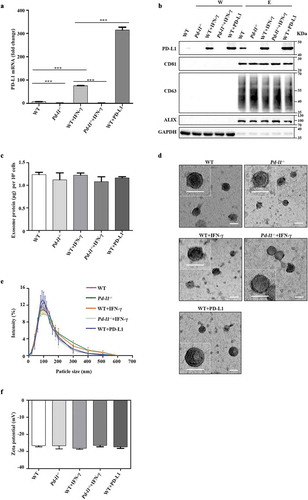 Figure 1. Characterization of exosomes purified from melanoma cells (a). qPCR of PD-L1 mRNA levels in SK-MEL-5 cells (WT), PD-L1 knockout SK-MEL-5 cells (Pd-l1−/-), IFN-γ treated cells (WT+IFN-γ, Pd-l1−/-+IFN-γ) and PD-L1 overexpressing cells (WT+PD-L1). n = 3. (b). Western blot for PD-L1, CD81, CD63, ALIX and GAPDH in the whole cell lysate (W) and purified exosomes (E) from WT, Pd-l1−/-, WT+IFN-γ, Pd-l1−/-+IFN-γ and WT+PD-L1. (c). The protein yield of exosomes from WT, Pd-l1−/-, WT+IFN-γ, Pd-l1−/- +IFN-γ and WT+PD-L1. n = 3. (d). TEM images of purified exosomes from WT, Pd-l1−/-, WT+IFN-γ, Pd-l1−/-+IFN-γ and WT+PD-L1. Scale bar: 50 nm. (e-f). The size distribution (e) and the Zeta potential (f) of exosomes from WT, Pd-l1−/-, WT+IFN-γ, Pd-l1−/-+IFN-γ and WT+PD-L1. n = 3. ***P < 0.001.