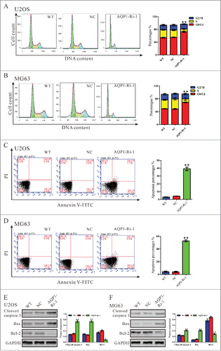 Figure 2. Knockdown of AQP1 repressed cell proliferation by attenuating G1/S phase transition and induced cell apoptosis in osteosarcoma cells. U2OS and MG63 cells were infected with indicated virus and 48 hours later cells were collected. (A, B) Cell cycle profile was analyzed using flow cytometry. Data were based on at least 3 independent experiments, and shown as mean ± SD. (C, D) Cells were double-stained with Annexin V-FITC/PI and apoptosis rates was analyzed using flow cytometry. (E, F) Protein levels of cleaved caspase 3, Bax and Bcl2 were detected by Western blot. Represented figures were shown in the left panel, while quantitative densitometry of Western blot results were shown in the right panel. Data were based on at least 3 independent experiments, and shown as mean ± SD. WT: wild type cells; NC: scrambled shRNA virus infected cells; AQP1-Ri-1: AQP1-shRNA-1 virus infected cells (**P < 0.01 as compared with NC).
