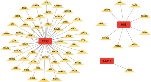 Figure 8. Regulatory network between CDE-OSRGs and TFs. CDE-OSRGs are represented by red nodes, TFs are represented by yellow nodes, and the lines between them represent interaction pairs.