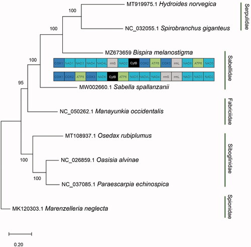 Figure 1. Maximum likelihood phylogenetic tree based on concatenated sequences of protein coding genes in the families Sabellidae, Serpulidae, Siboglinidae, and Fabriciidae with Marenzelleria neglecta as the outgroup. Bootstrap values are indicated for each node. Mitochondrial gene order is shown for Bispira melanostigma and Sabella spallanzanii.