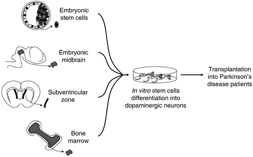 Figure 1 Proposed alternative sources of stem cells for a cell‐based therapy in Parkinson's disease. These sources include pluripotent embryonic stem cells and multipotent region specific stem cells that can be isolated from embryonic tissues, such as midbrain, and from the adult, such as subventricular zone and bone marrow.