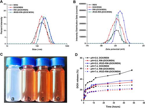 Figure 4 Preparation and characterization of RBC membrane-coated DOX-loaded mesoporous silica nanoparticles. (A) Size distribution and (B) zeta potential of the different nano-formulations; (C) color of different formulations distributed in water (a. MSNs; b. DOX/MSNs; c. RM-(DOX/MSNs); d. iRGD-RM-(DOX/MSNs)); (D) In vitro DOX release profile of different drug-loaded nanoparticles in PBS (pH 5.0 or 7.4) at 37 °C (n = 3).
