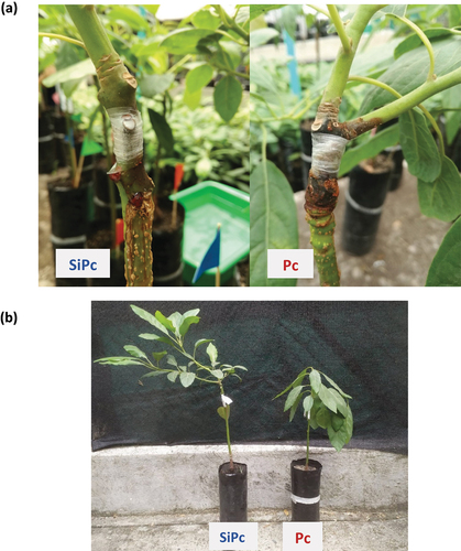 Figure 1. Comparison of the state of the plants in the SiPc and Pc treatments, 312 hpi. (a) The appearance of the lesion in the inoculation zone of P. cinnamomi. (b) Fitness of plants inoculated with P. cinnamomi with and without silicon treatment. SiPc: plants irrigated with Si and inoculated with P. cinnamomi; Pc: plants inoculated with P. cinnamomi without Si.