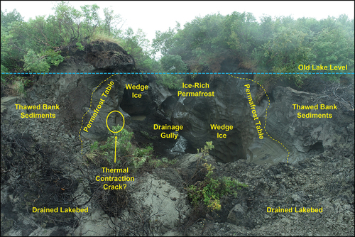 Figure 12. A photo taken by the drone system in August 2022 of the Schaeffer Lake drainage gully. Annotations have been added to the photo showing the lake level prior to drainage, the nearshore permafrost table and thawed bank sediments, a potential remnant contraction crack, wedge ice, and ice-rich permafrost exposed in the drainage gully. The lake likely drained because of tunnel flow through thermal contraction cracks in ice wedges. Thawed bank and sub-lake sediments could have permitted beaver burrowing near where the lake drained.