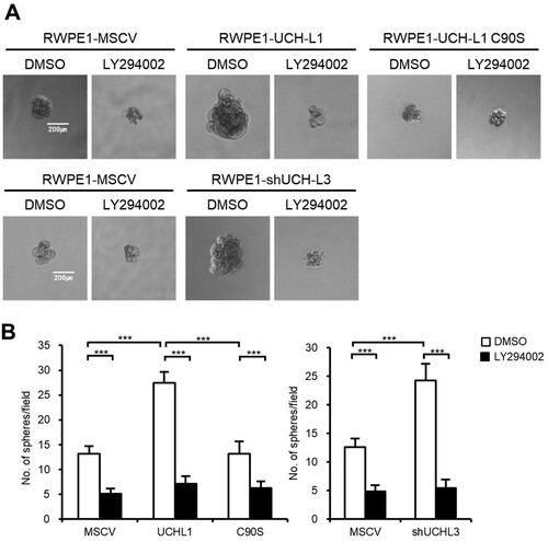 Figure 5. LY294002 inhibits sphere formation in RWPE1 stable cells. (A) Sphere forming capacities of each RWPE1 stable cell was measured in 96-well ultra-low attachment dishes after 50 μg/mL LY294002 treatment for 14 days. The figures show representative images from each cell, and the scale bar corresponding to 200 μm was adjusted to all images. (B) The number of spheres with a diameter greater than 100 μm per field was counted. The values shown are the mean ± SD of three independent experiments, and the p-value was obtained using a Student’s t-test. *p < 0.05, **p < 0.01, ***p < 0.001.